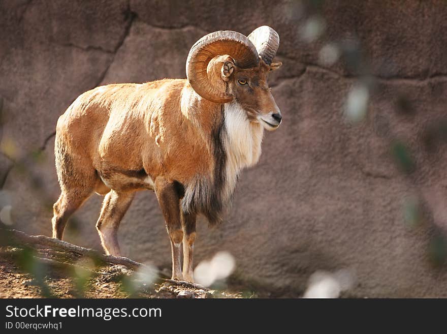 Bighorn Sheep