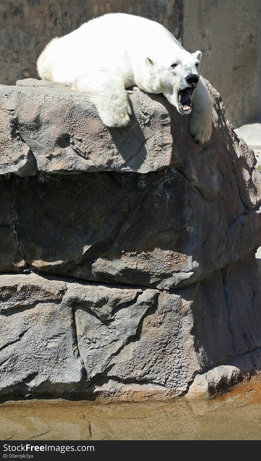 Polar bear on rock above water