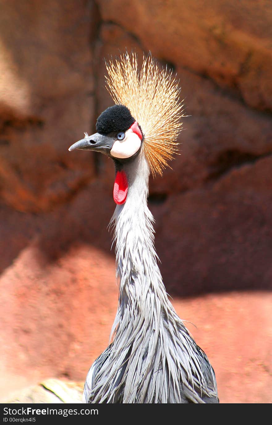 Colorful bird with long neck