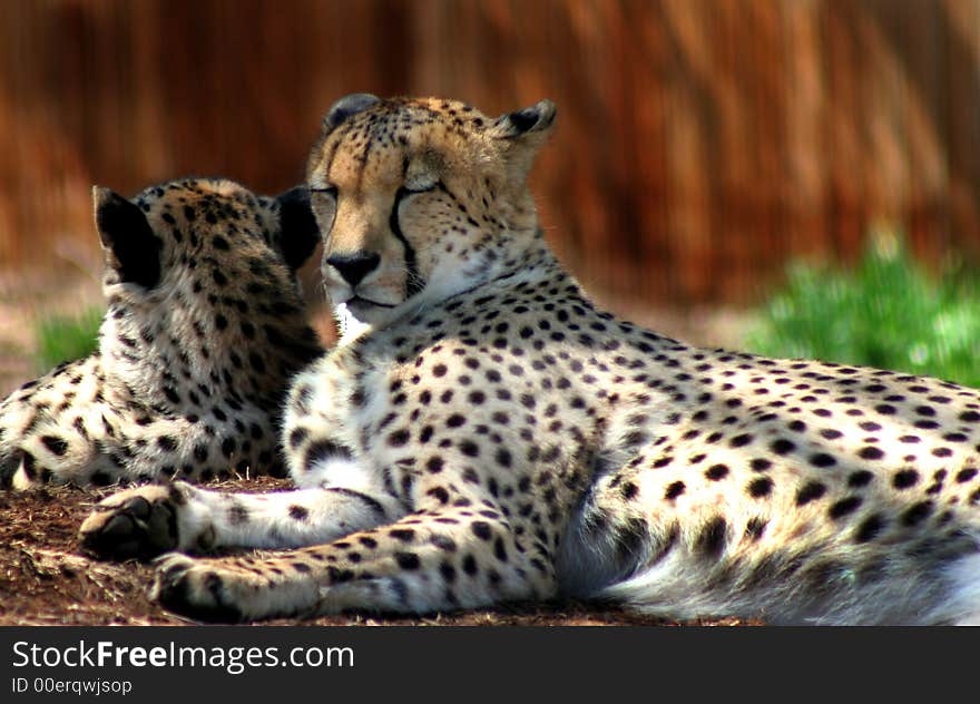 Two cheetahs eyes closed