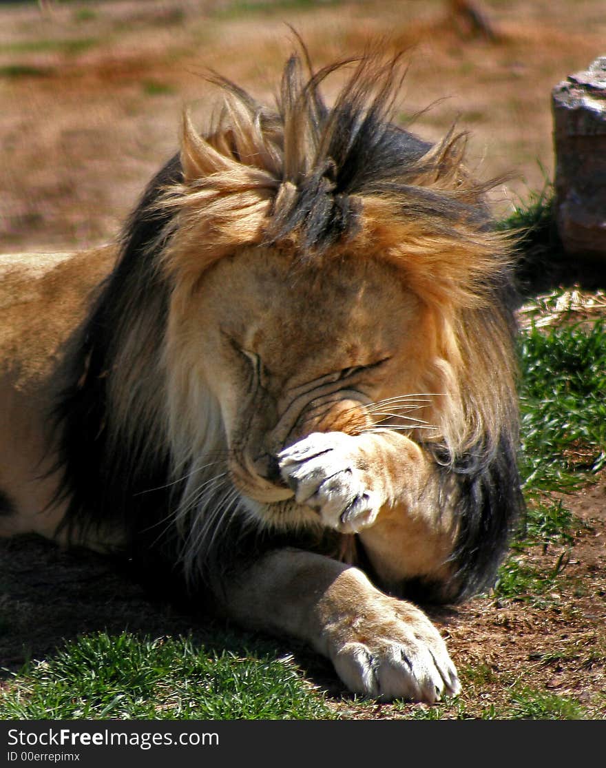 Male lion rubbing face with paw