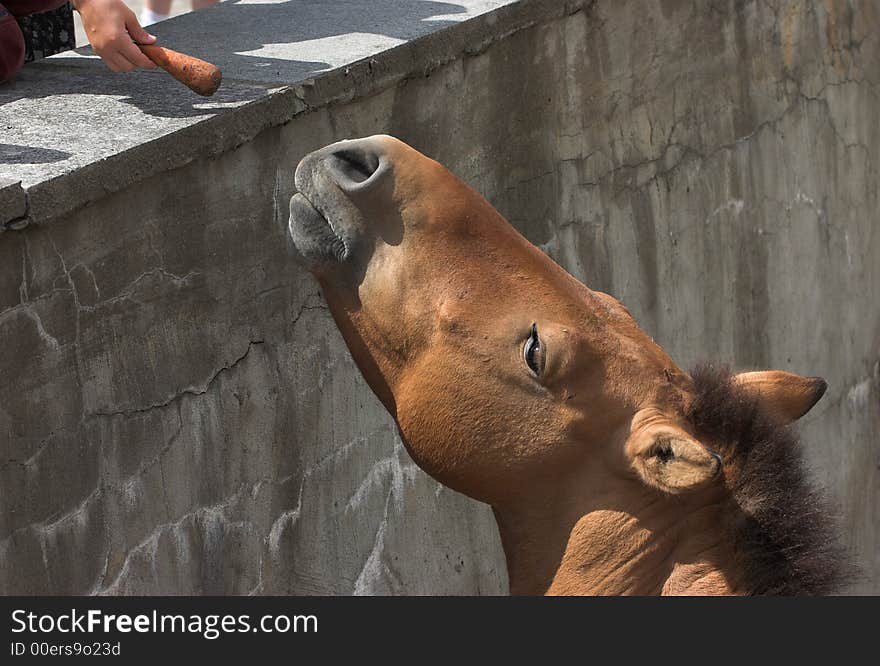 Kiang. Lives on Tibet on high-mountainous plateaus. Kiang. Lives on Tibet on high-mountainous plateaus.