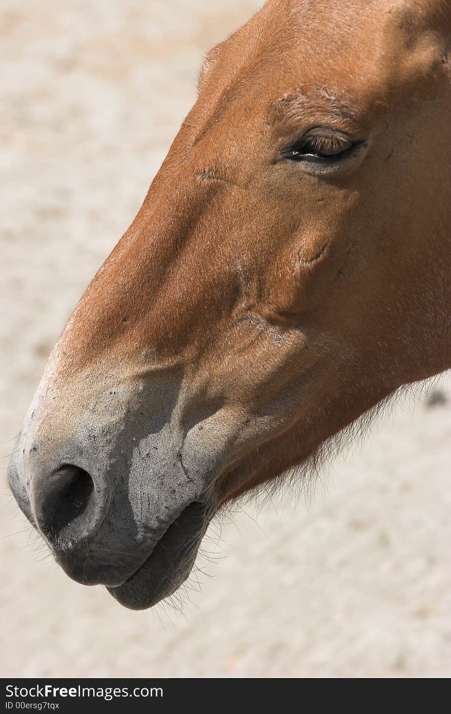 Przewalski's horse in a Moscow zoo (Przewalskiss wild Horse Equus przewalskii).