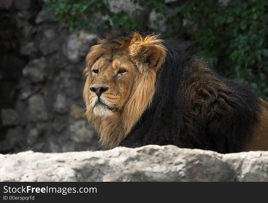 Leo in the Moscow zoo, lays on stones. Looks in the visiters.