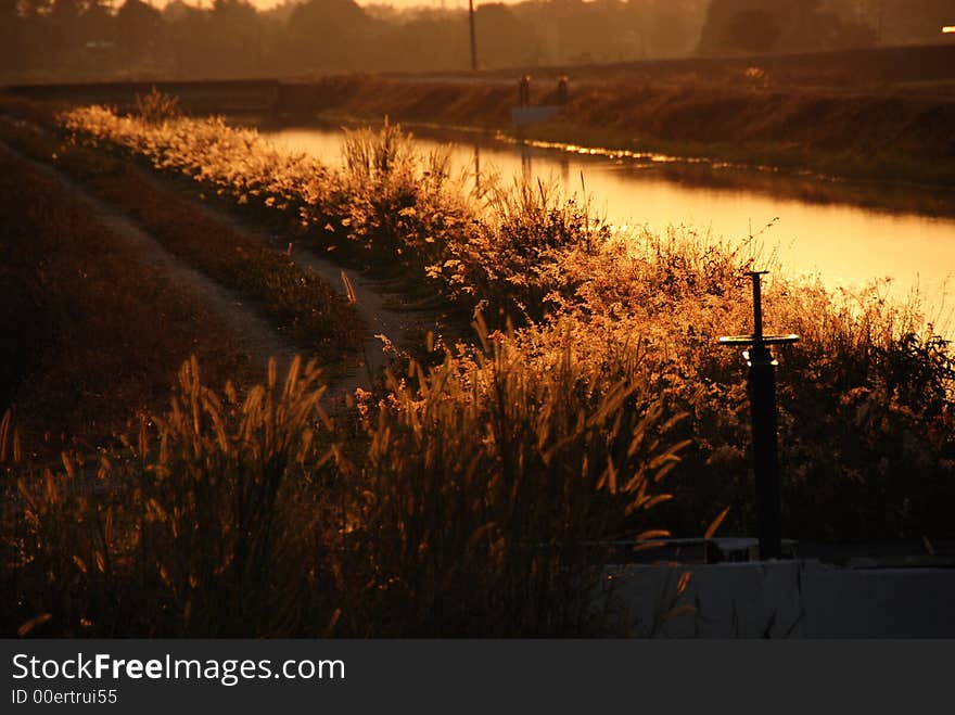 River, wild flowers, morning