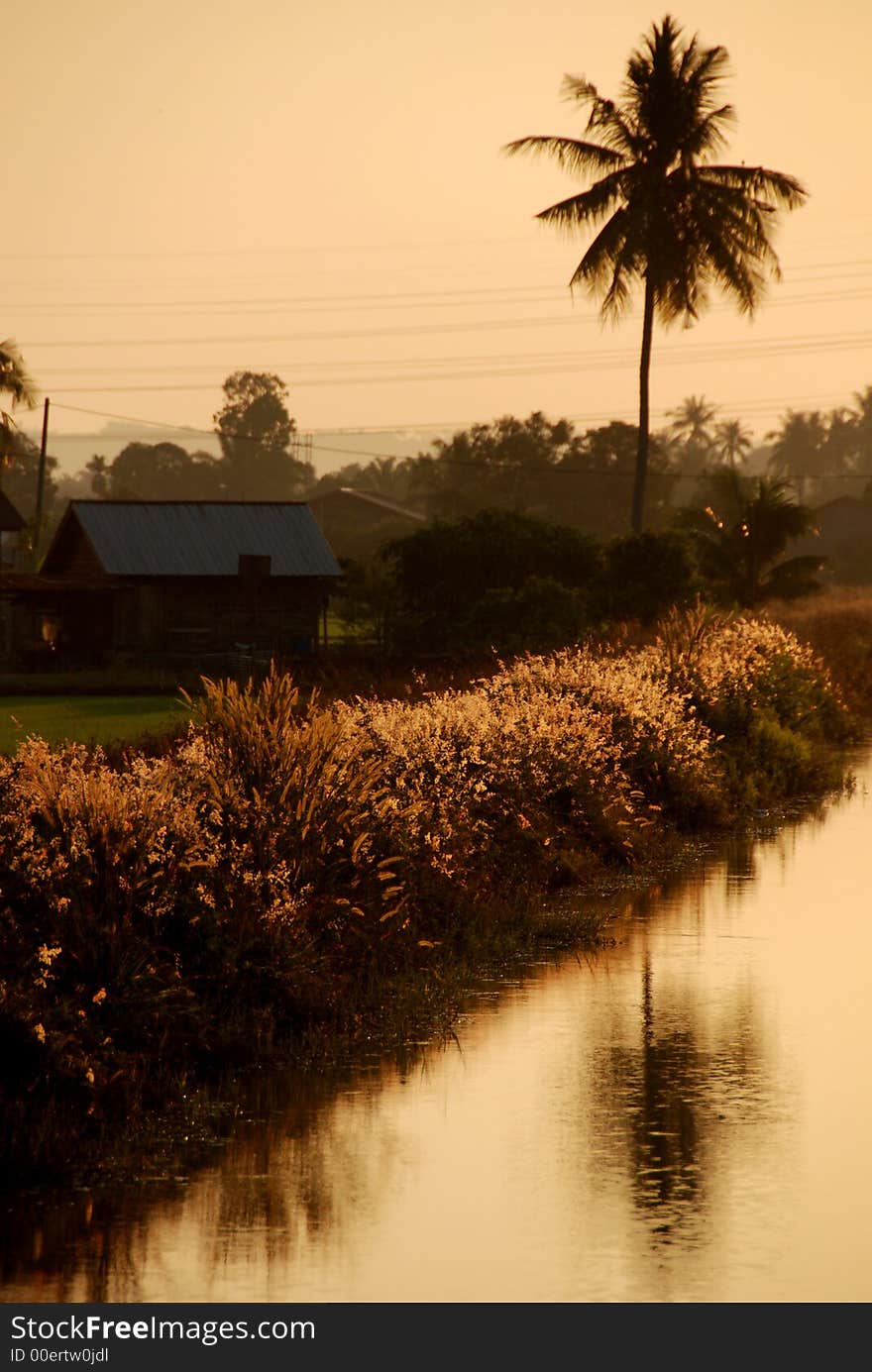 River, Wild Flowers, Morning