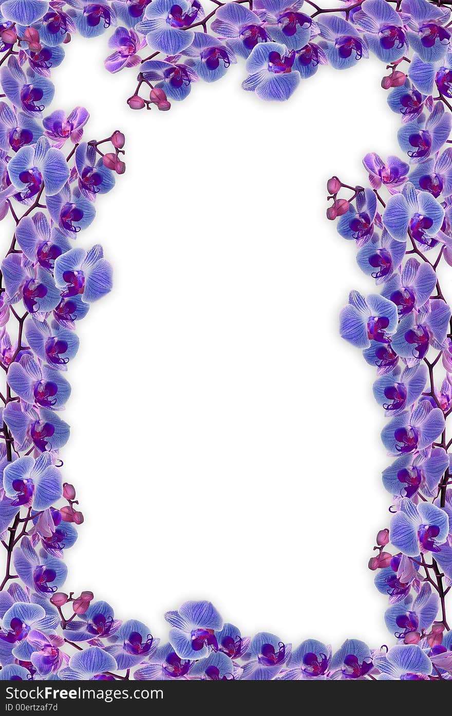 Beautifull orchids frame for love, romance or any other concept. Beautifull orchids frame for love, romance or any other concept