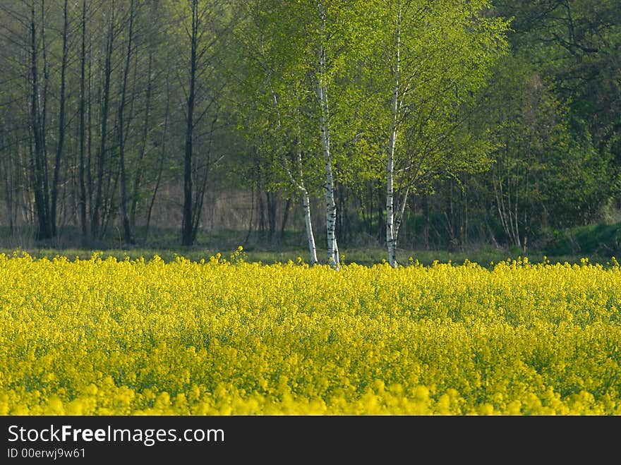 Field of yellow at the border of green forest. Field of yellow at the border of green forest