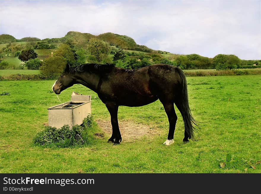 Horse drinking