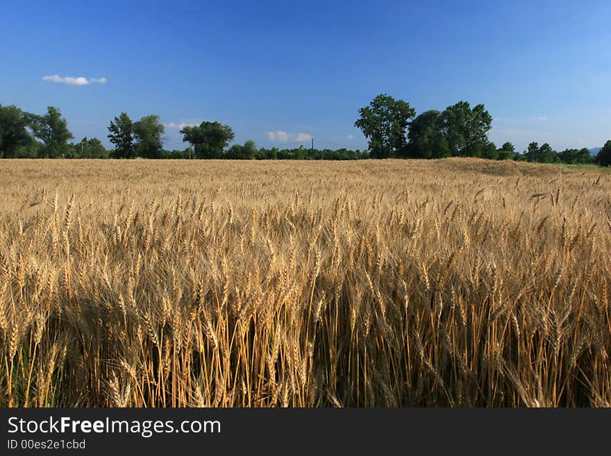 Summer landscape with crops and blue sky