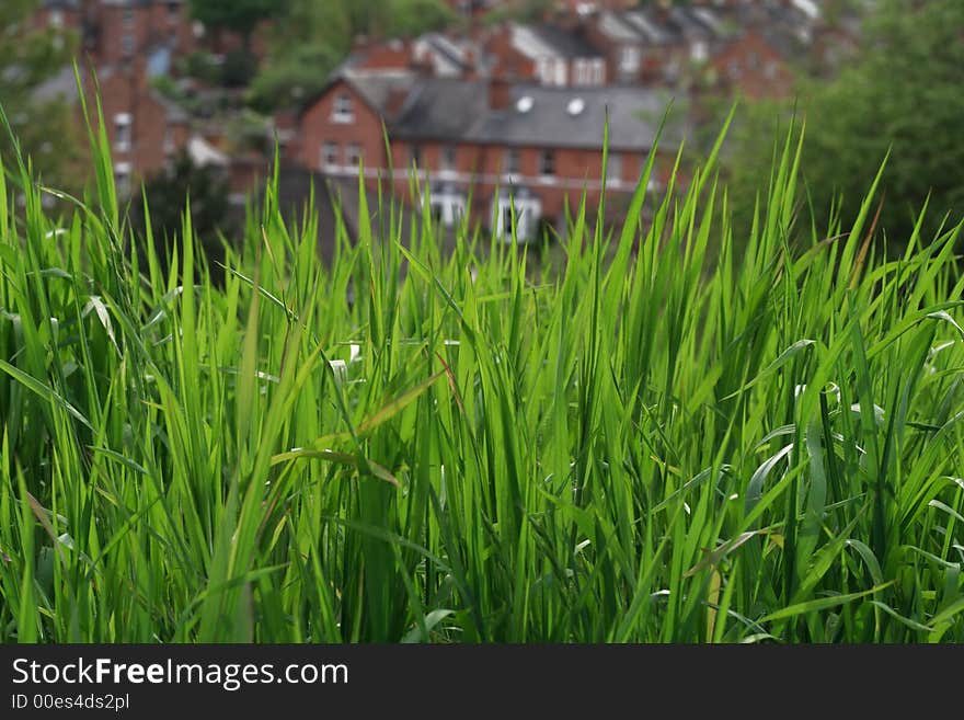 Sunny green grass on a country houses background, perfect for spring or summer use.