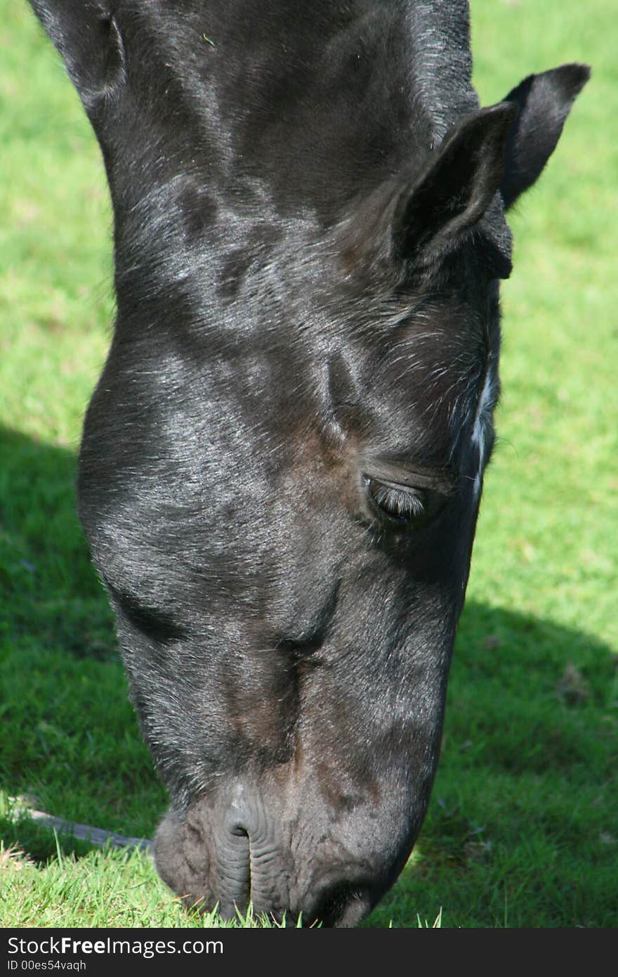 A black horse