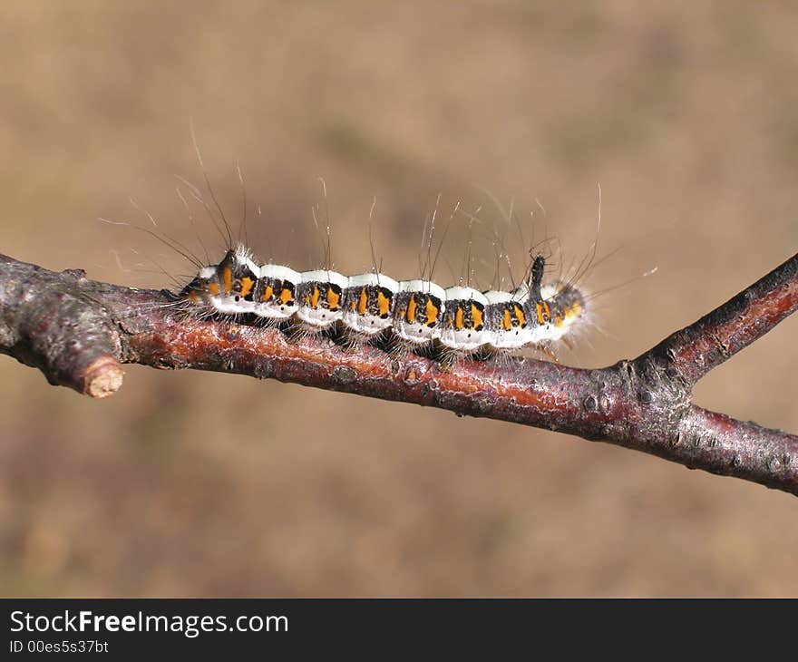 White, black and yellow caterpillar on a tree branch