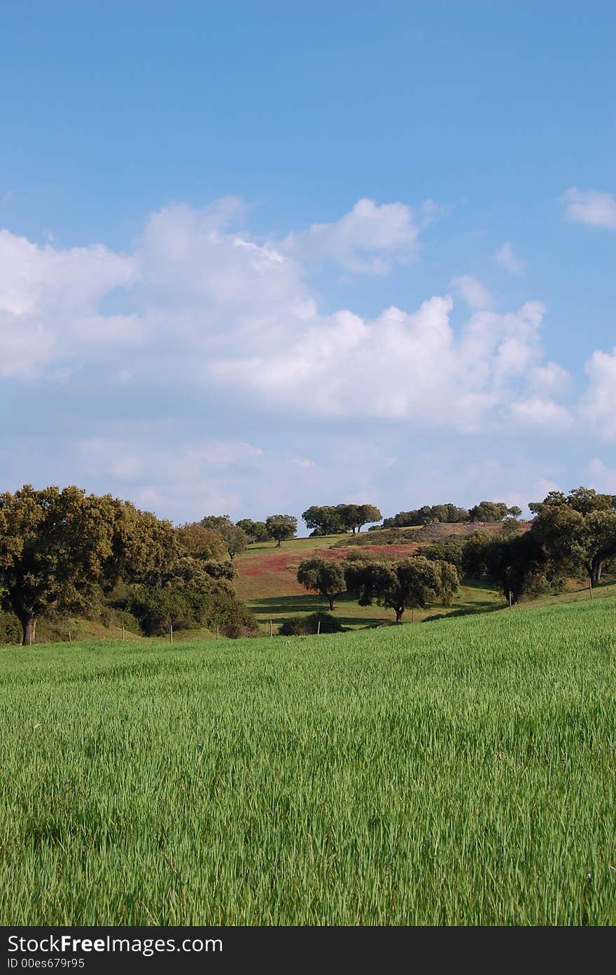 Green fileds the blue sky and white clouds. Green fileds the blue sky and white clouds