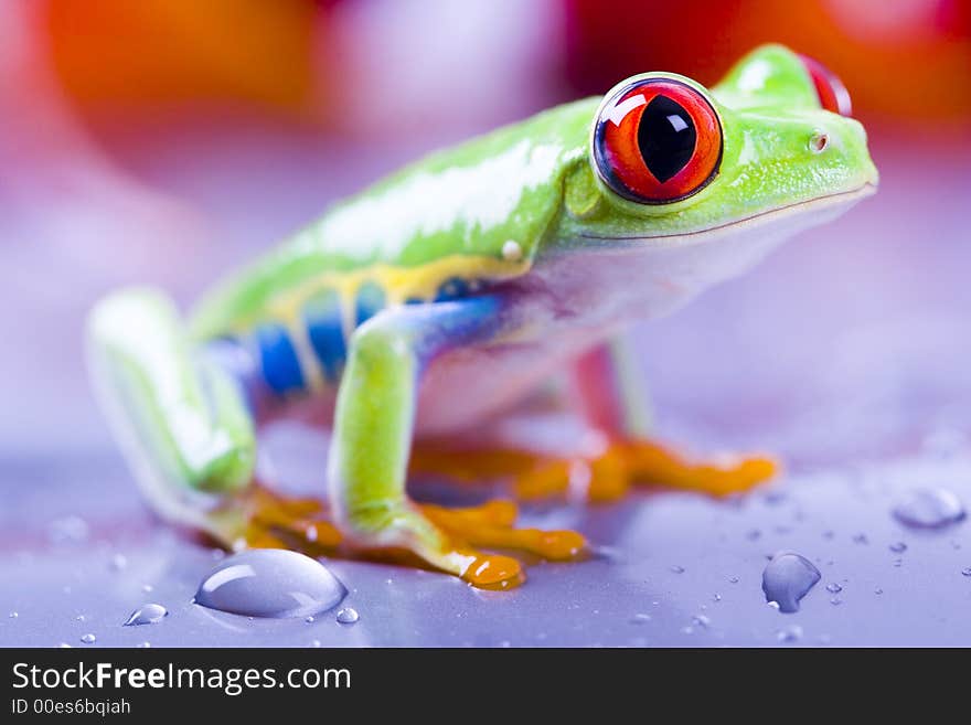 Frog - small animal with smooth skin and long legs that are used for jumping. Frogs live in or near water. / The Agalychnis callidryas, commonly know as the Red-eyed tree Frog is a small (50-75 mm / 2-3 inches) tree frog native to rainforests of Central America. Frog - small animal with smooth skin and long legs that are used for jumping. Frogs live in or near water. / The Agalychnis callidryas, commonly know as the Red-eyed tree Frog is a small (50-75 mm / 2-3 inches) tree frog native to rainforests of Central America.