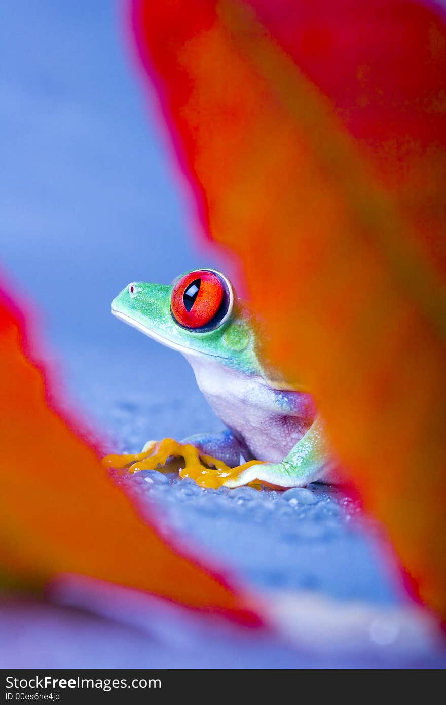 Frog - small animal with smooth skin and long legs that are used for jumping. Frogs live in or near water. / The Agalychnis callidryas, commonly know as the Red-eyed tree Frog is a small (50-75 mm / 2-3 inches) tree frog native to rainforests of Central America. Frog - small animal with smooth skin and long legs that are used for jumping. Frogs live in or near water. / The Agalychnis callidryas, commonly know as the Red-eyed tree Frog is a small (50-75 mm / 2-3 inches) tree frog native to rainforests of Central America.