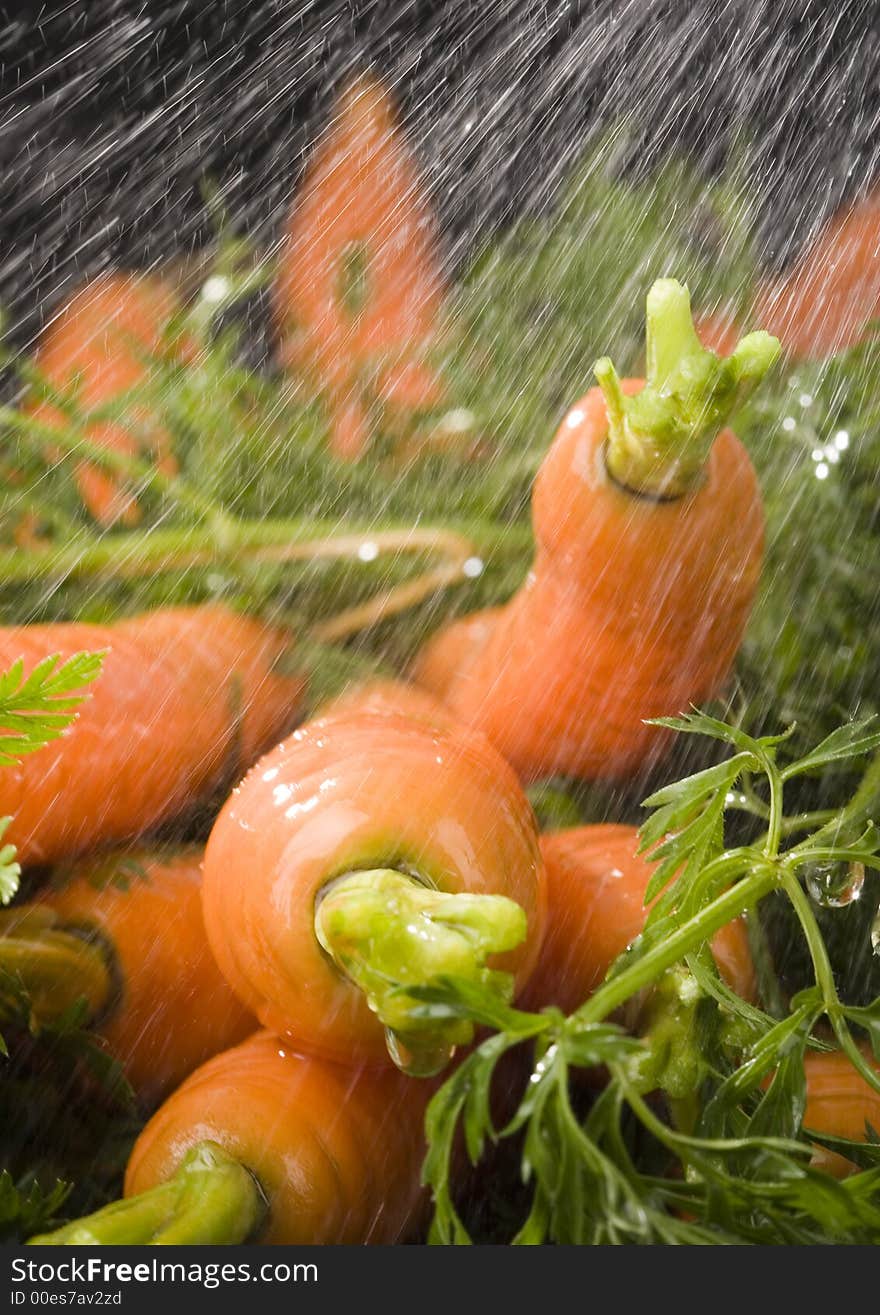 The carrot is a root vegetable, typically orange or white in colour with a woody texture. The carrot is a root vegetable, typically orange or white in colour with a woody texture.