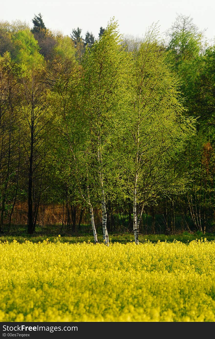 Field of yellow rape at the border of green forest. Field of yellow rape at the border of green forest