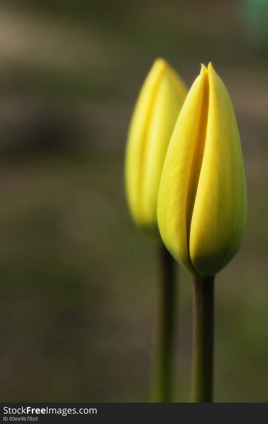 Two yellow tulip butts