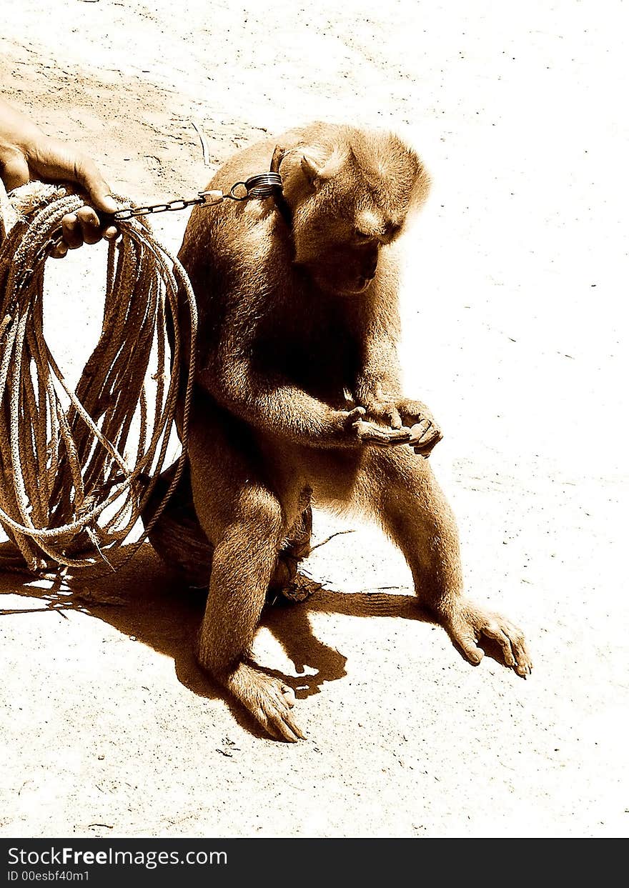 Baboon on chain leash staring pensively at its fingers. Baboon on chain leash staring pensively at its fingers