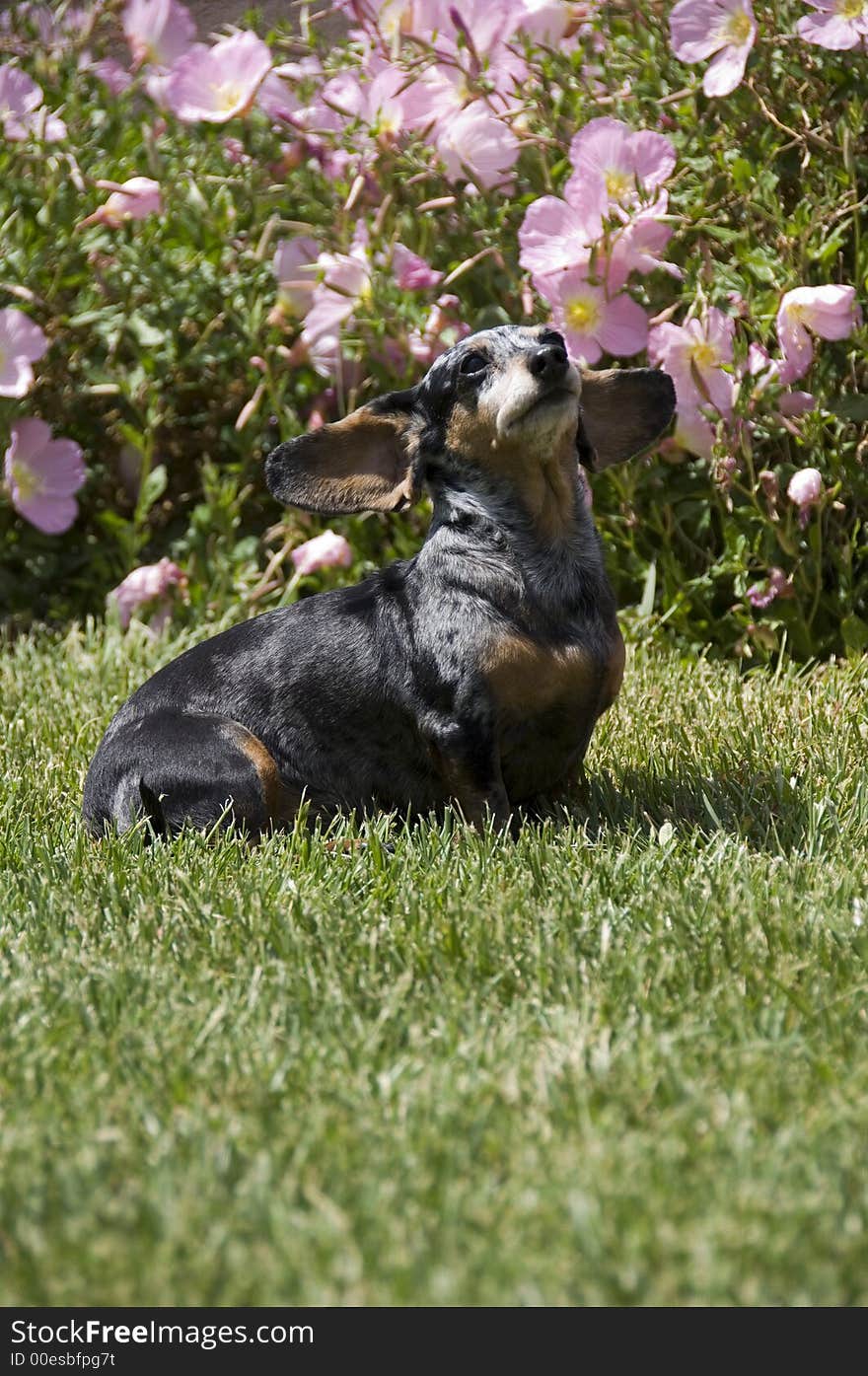 Little silver dappled dachshund in the yard. Little silver dappled dachshund in the yard