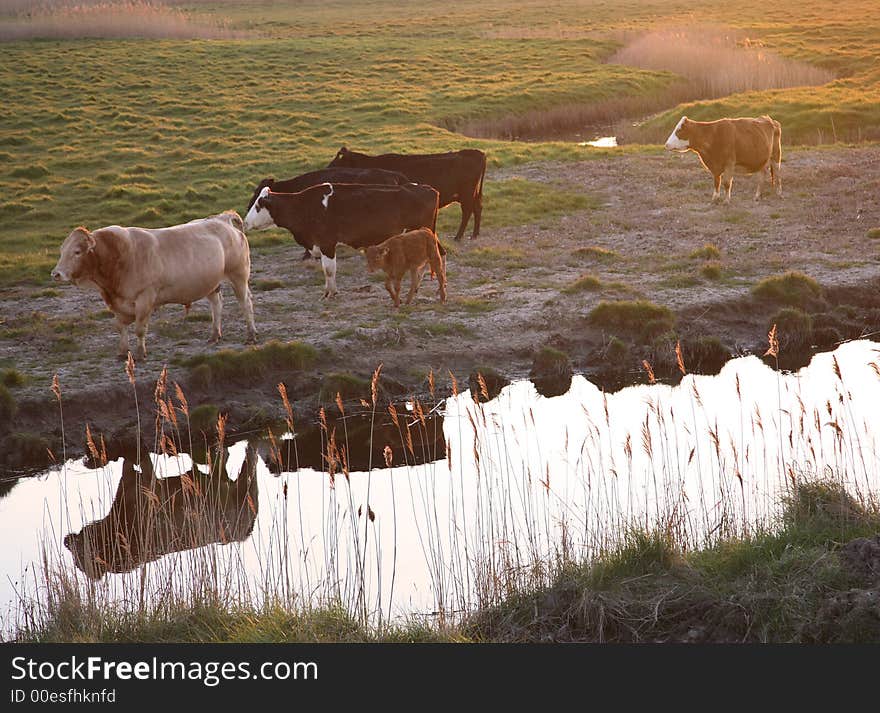 Cattle reflected in water at evening time