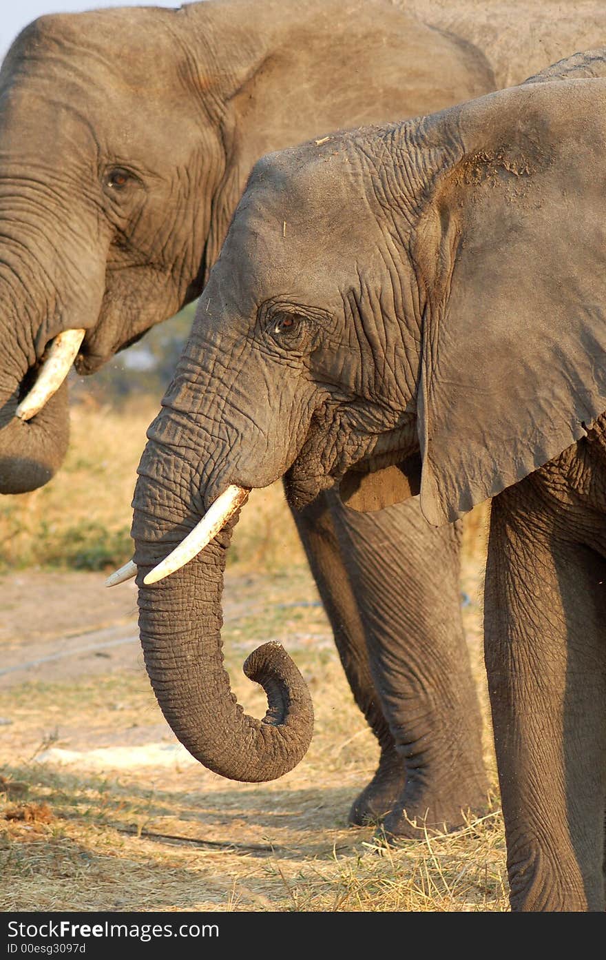 A male and female elephant eating. A male and female elephant eating