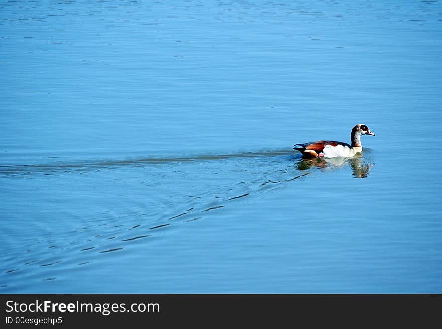 Egyptian Goose.