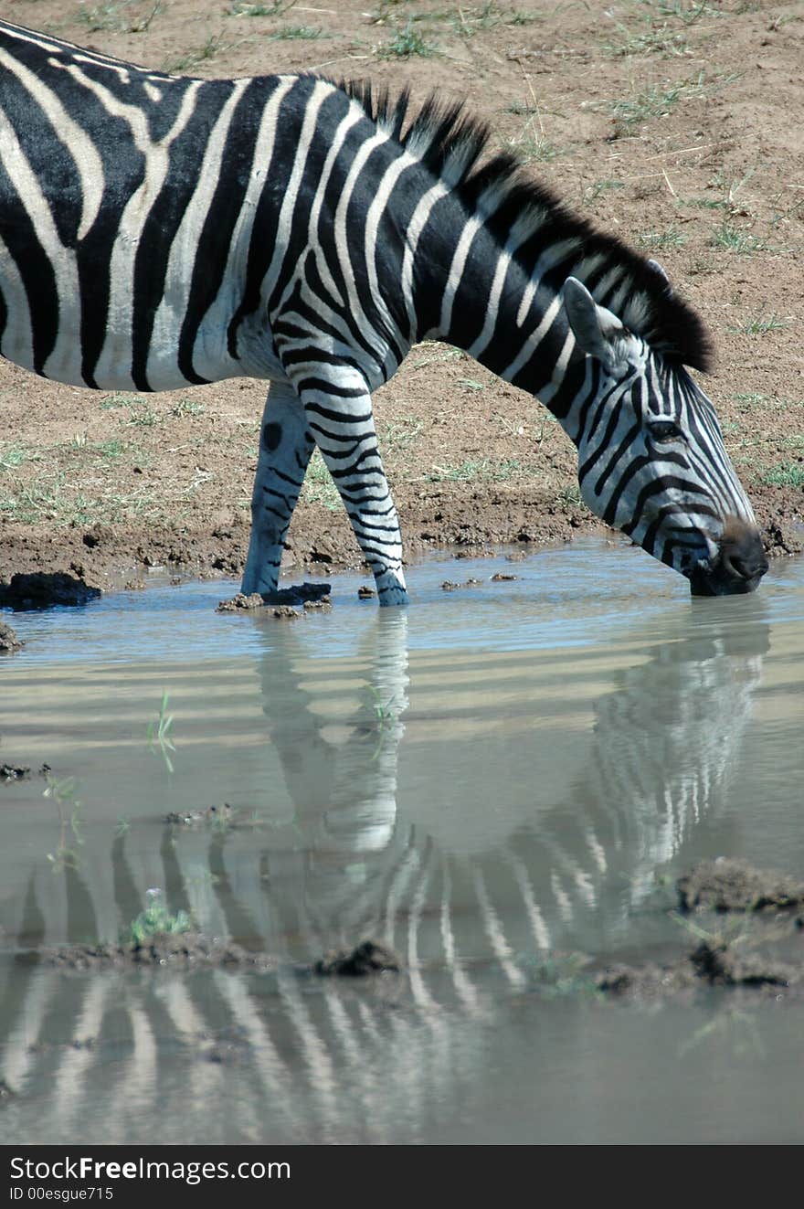 Two Zebras.