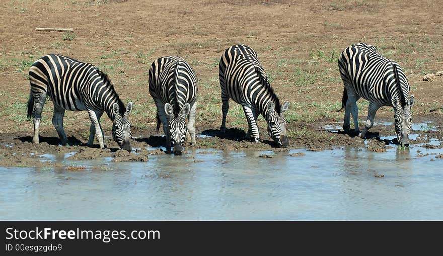 Four Zebras.