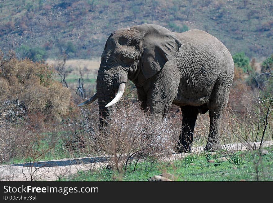 An African Elephant in its natural habitat, photographed in South Africa. An African Elephant in its natural habitat, photographed in South Africa.