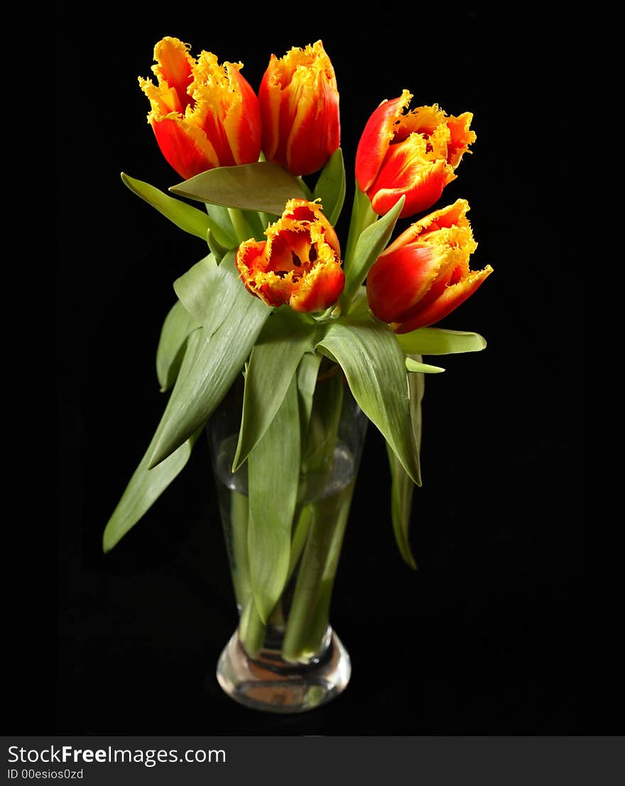 Red tulips on a black background