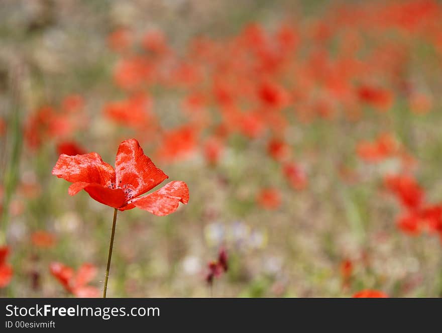 Field of red poppies during spring