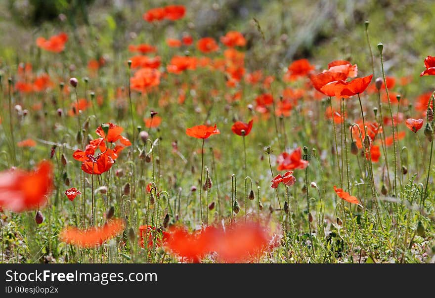 Field of red poppies