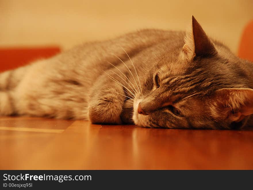 Thinking cat lying on a table