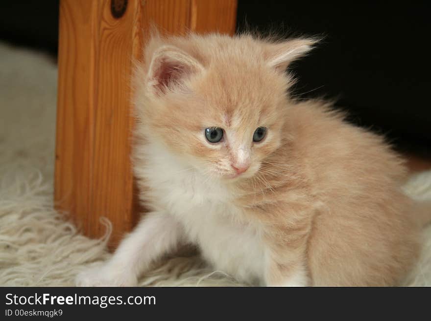 Small red kitten of Maine Coon. Small red kitten of Maine Coon