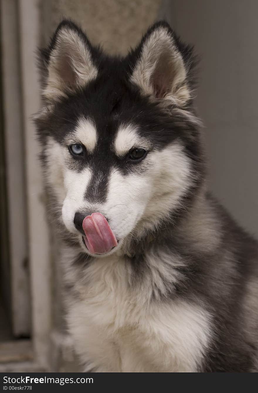 Beautiful young husky dog loll out his tongue