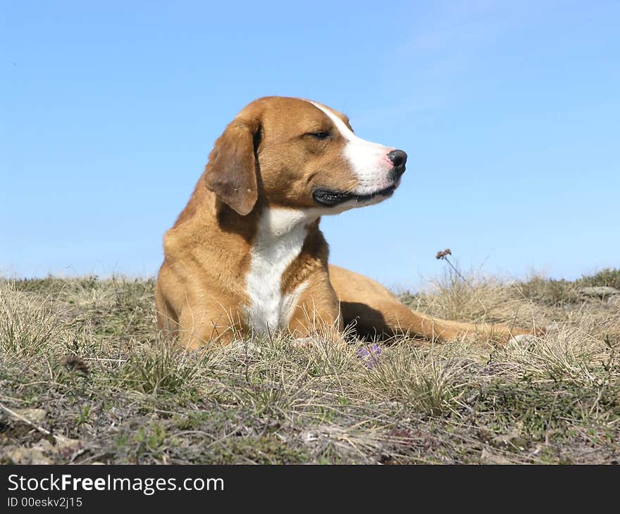 Serbian hunting dog, beautiful picture