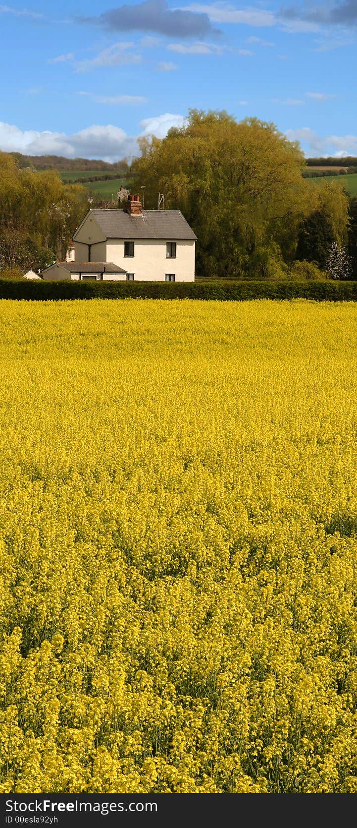 Rapeseed field and cottage in the background