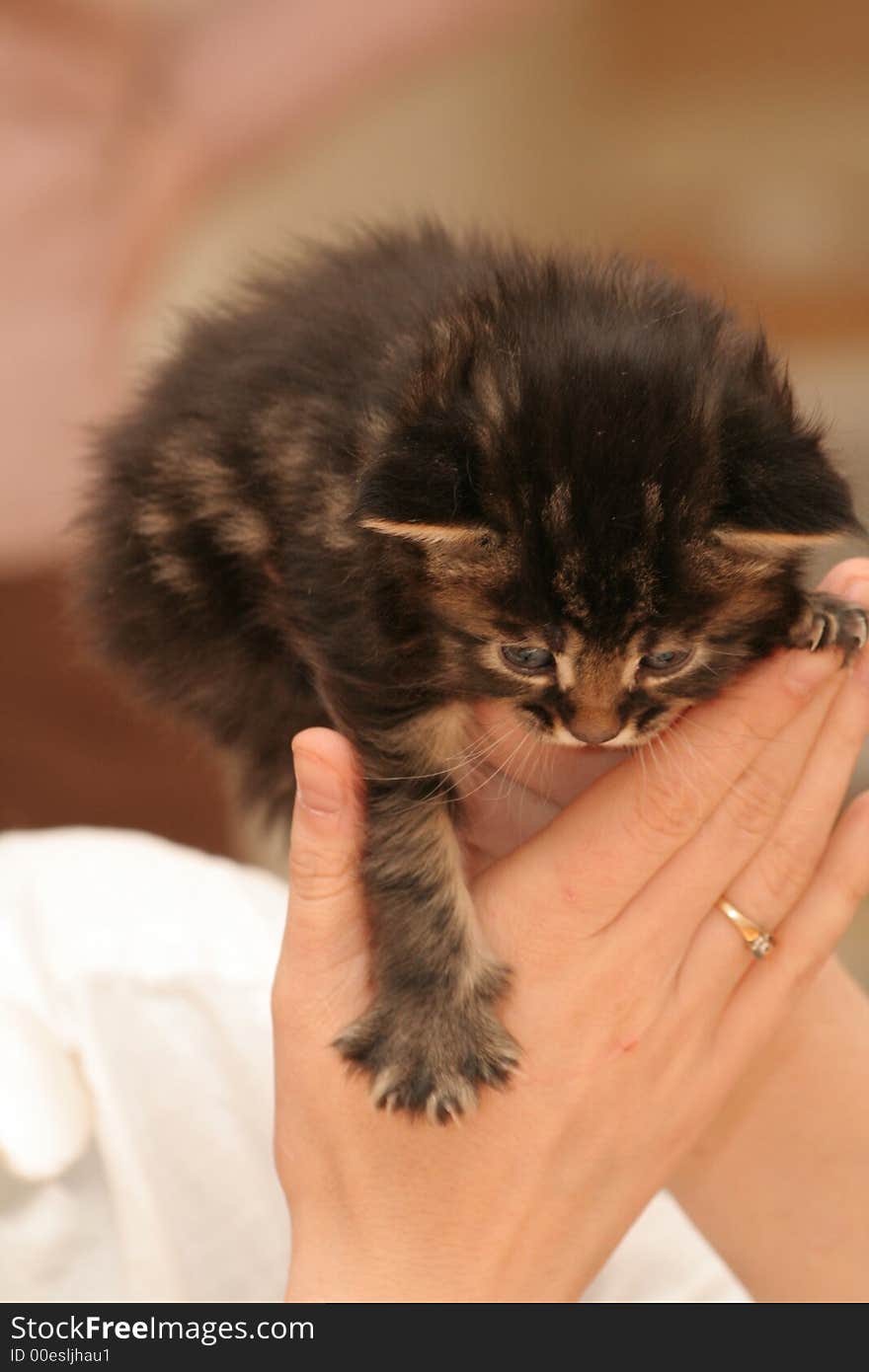 Small black kitten of Maine Coon. Small black kitten of Maine Coon