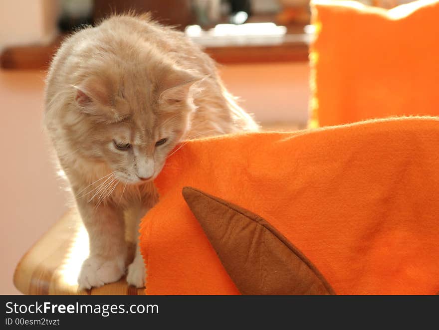 Cat of Maine Coon playing with pillows