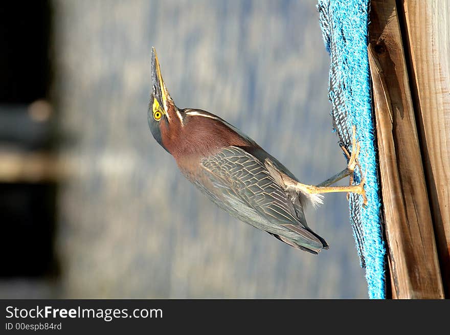 Little green heron