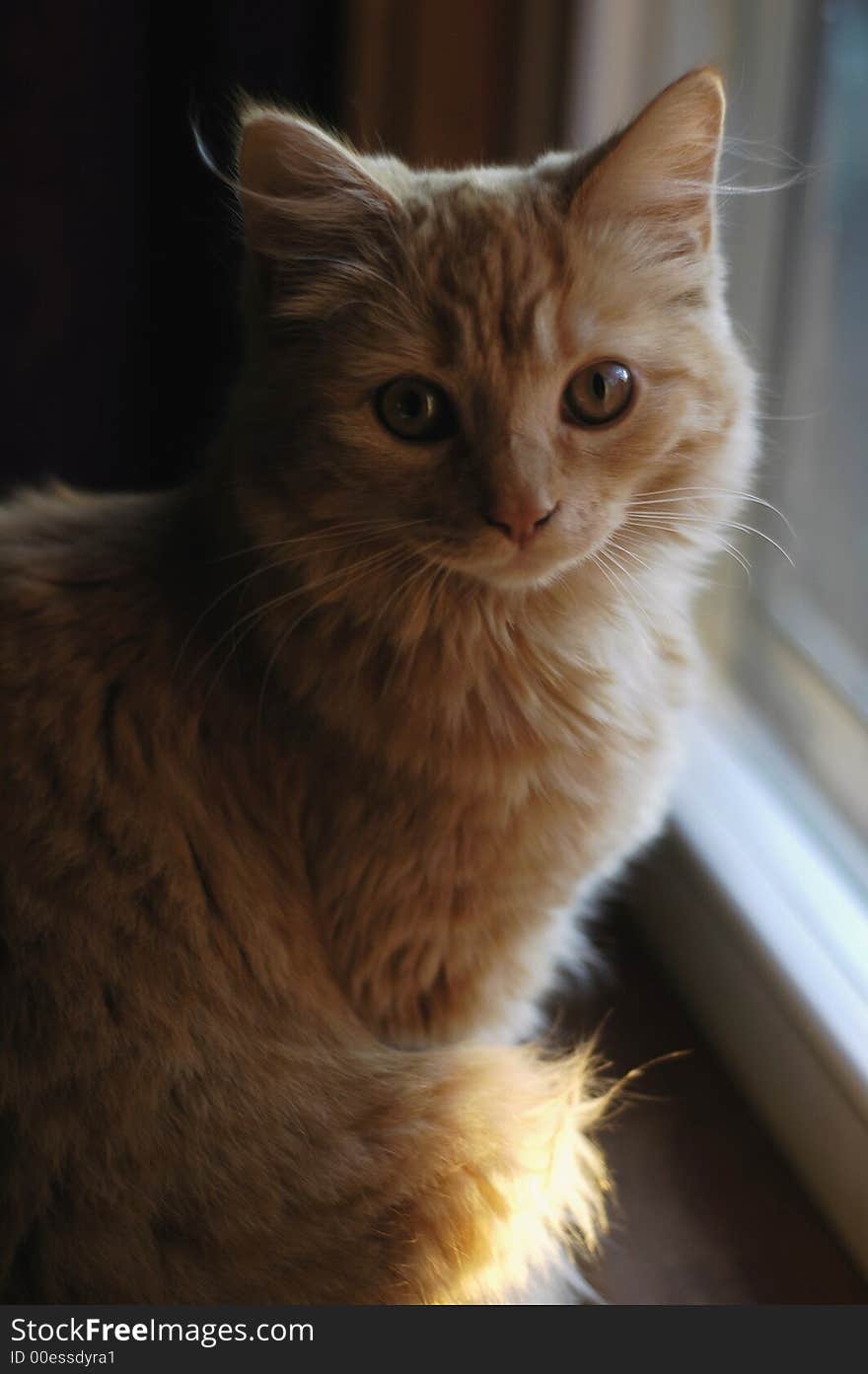 A small orange kitten sitting in the window.