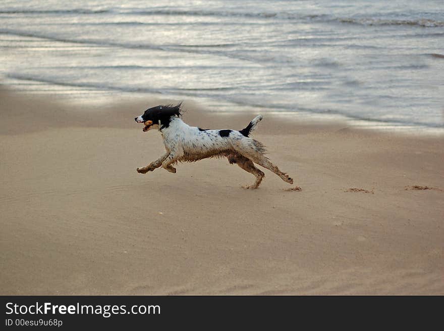 English Springer At The Beach