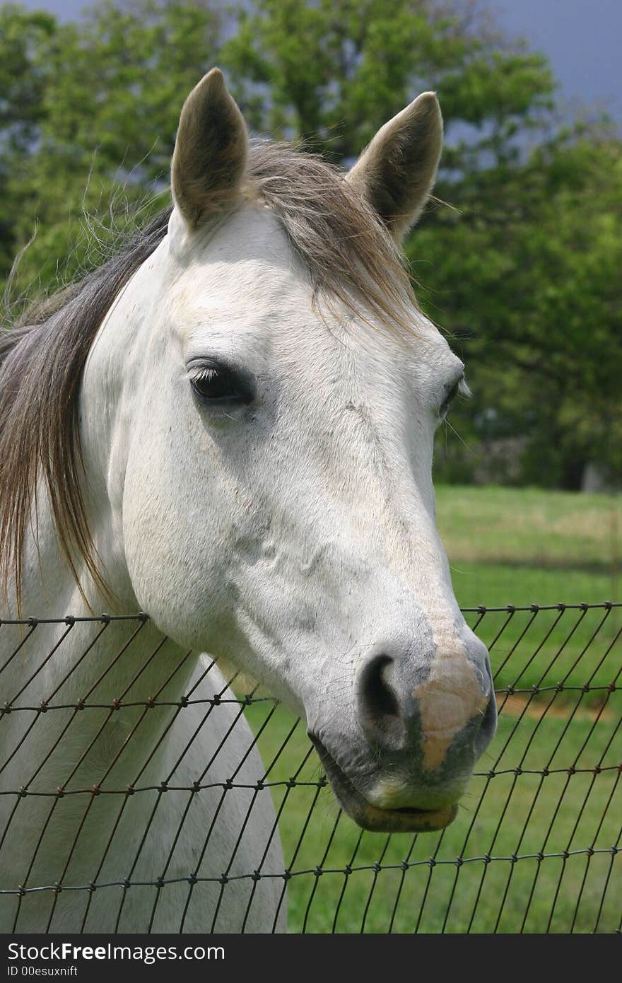 Gray horse looking over wire fence, sleepy eyes and relaxed sagging lip, green grass and trees in background.