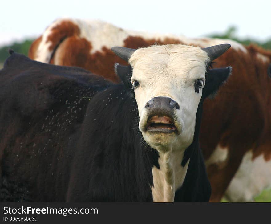 Young bull or steer with short stubby horns curling nose at scent of female cow, covered with flies, in midst of herd