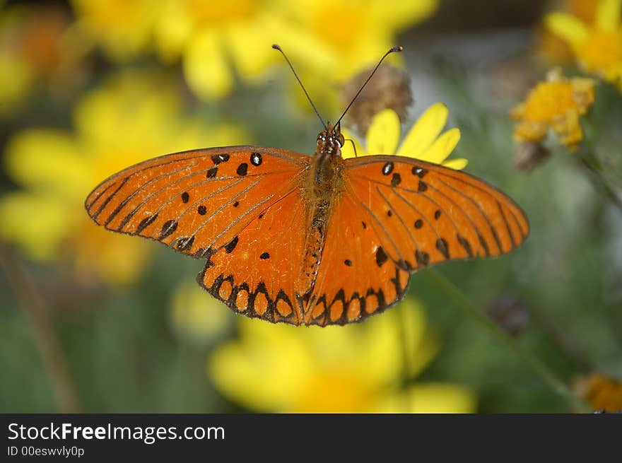 Beautiful butterfly on yellow flowers. Beautiful butterfly on yellow flowers