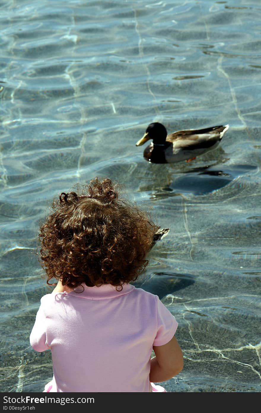 Little girl watching duck floating on pond. Little girl watching duck floating on pond