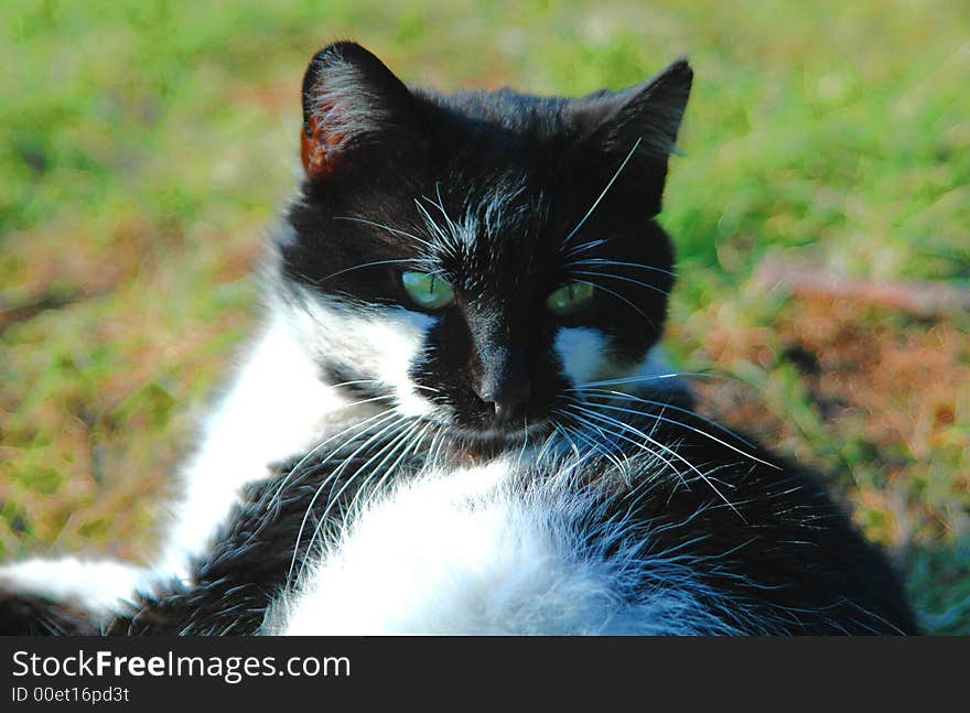 Green-eye cat on the green grass