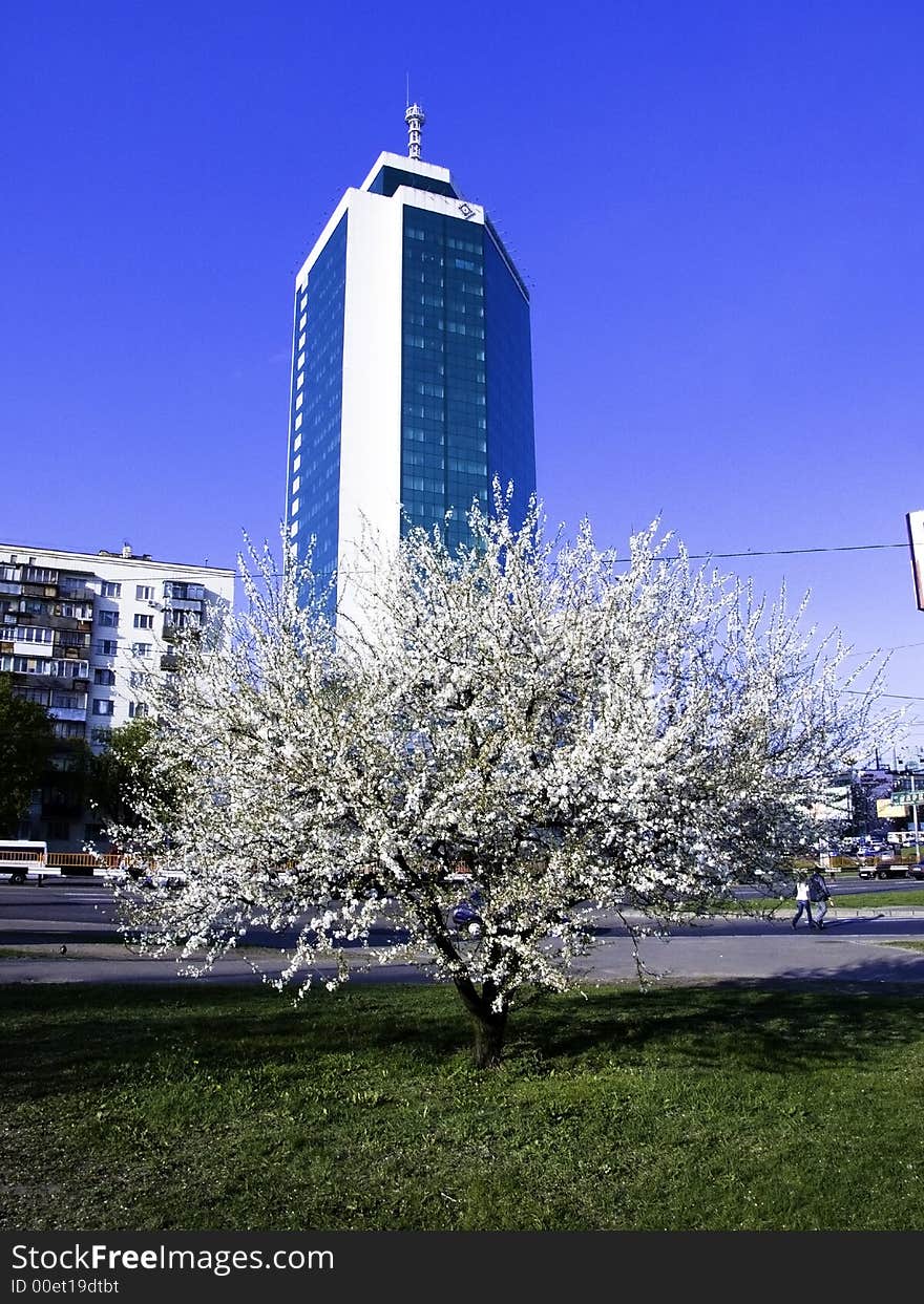 The Business building and flowering tree to aple trees in the centre of the Kiev. Ukraine. The Business building and flowering tree to aple trees in the centre of the Kiev. Ukraine